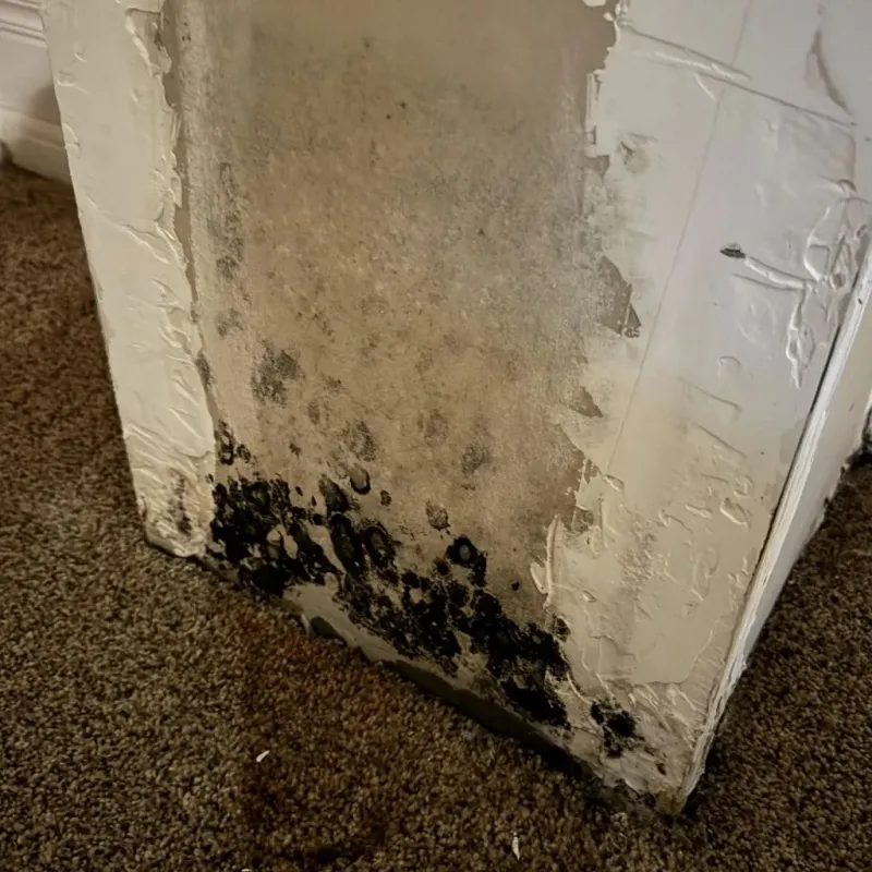 Professional Mold Removal in Franklin County, VT